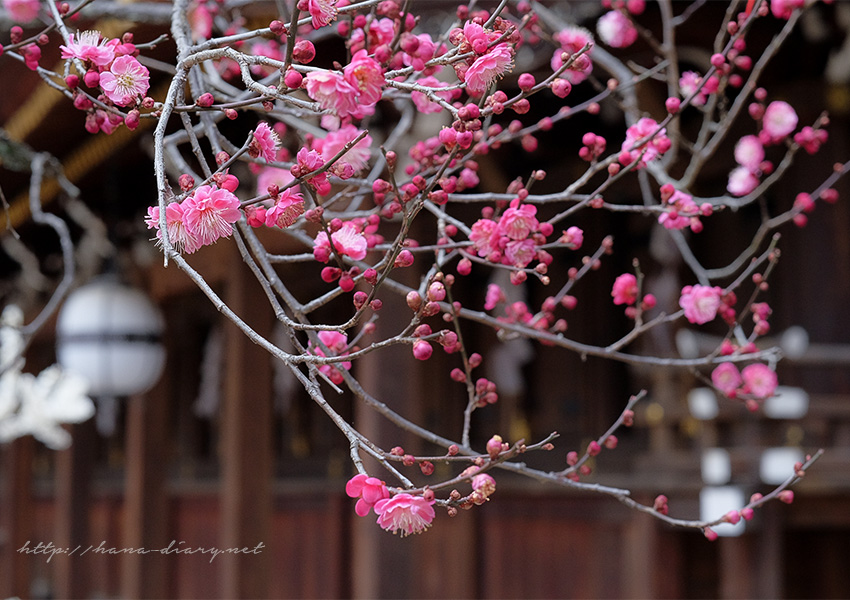 京都・北野天満宮の梅が見頃