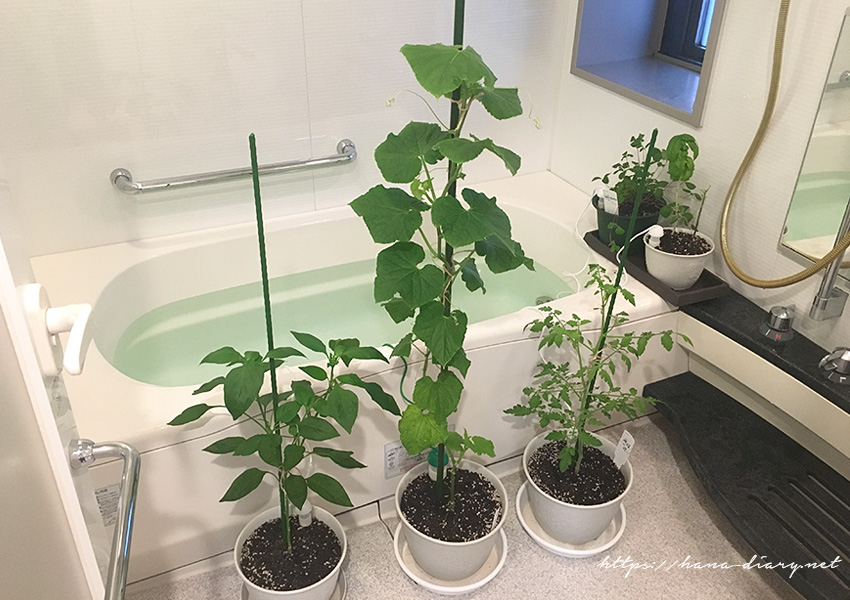 ベランダ菜園 長期不在時の植物水やり対策と その後 40代アラフィフミニマリスト主婦のシンプルライフブログ