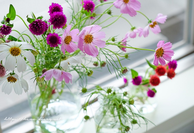 秋の花コスモスを飾る