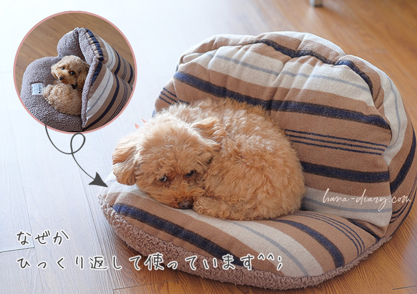 シンプル・かわいい☆ラディカ（RADICA）秋冬犬ベッド