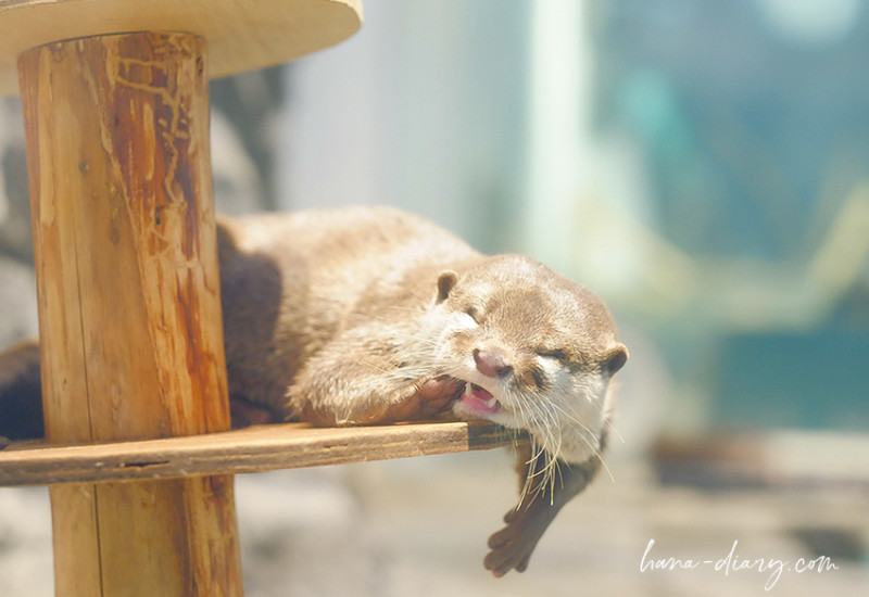 超かわいい・ニフレルのカワウソ